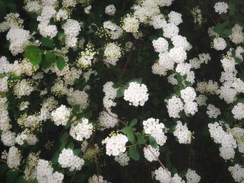 High angle view of white flowering plants