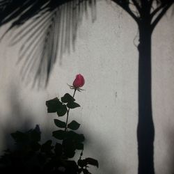 Close-up of plant against blurred background