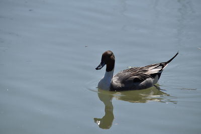 High angle view of duck swimming in lake