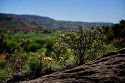 Close-up of moss growing on land