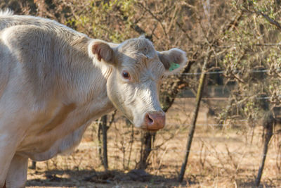 Portrait of dairy cow sitting in the field