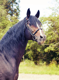 Close-up of horse