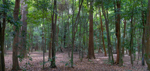 View of trees in forest