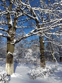 Bare trees on snow covered landscape