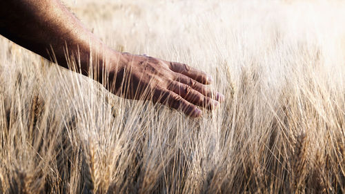 Close-up of wheat crop in field