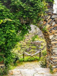 Footpath amidst trees and plants against wall