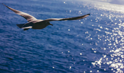 Seagull flying over sea