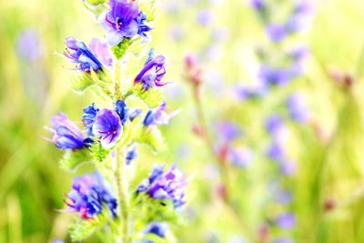 Close-up of purple flowering plant