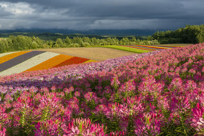 Scenic view of flowering plants on field against sky