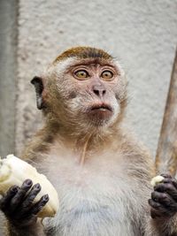 Close-up of monkey holding food