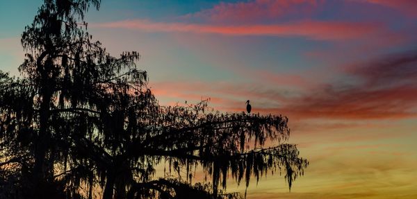 Low angle view of silhouette trees against sky at sunset