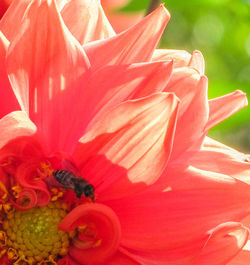 Full frame shot of red flower