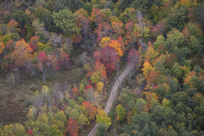 High angle view of trees in forest during autumn