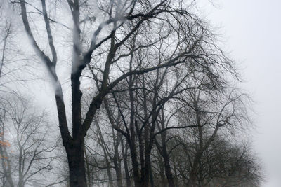 Bare trees against sky