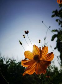 Close-up of yellow flowering plant against sky