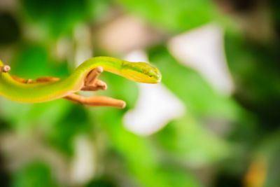 Close-up of flowering plant