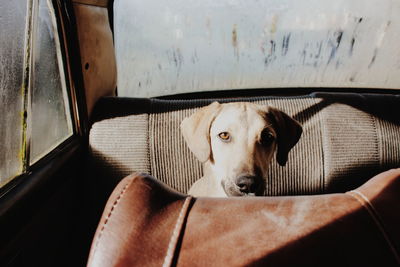 Portrait of dog in car