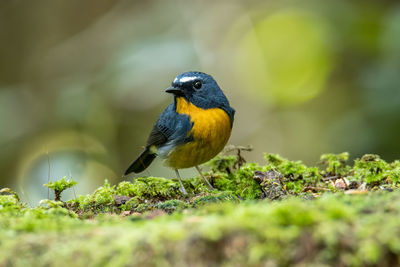 Close-up of bird perching on a land