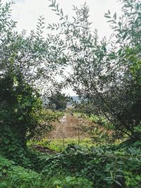 Plants and trees growing in forest against sky