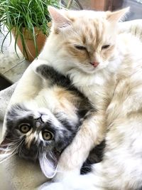 Portrait of cats lying down