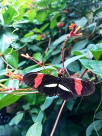 Close-up of butterfly perching on flower