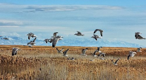 Birds flying against sky