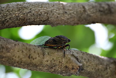 Close-up of insect perching on branch