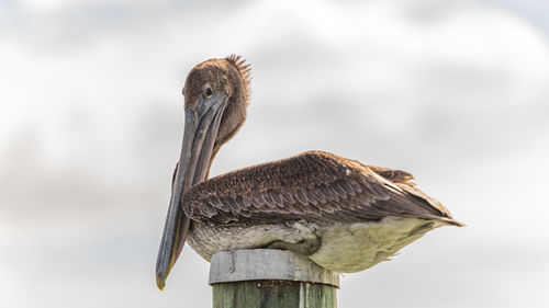 Brown pelican roosting on top of a wooden dock pile against cloudy sky in full body close up.