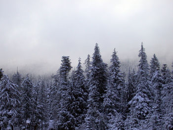 Pine trees in forest against sky during winter