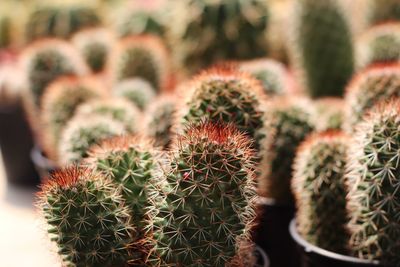 Close-up of cactus plants growing on field
