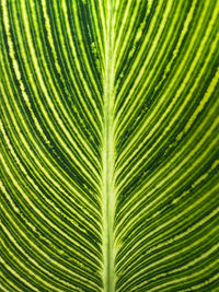 Full frame shot of green leaves