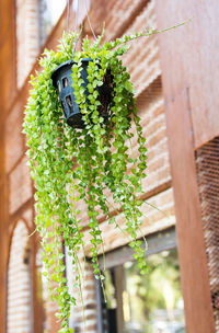 Close-up of potted plant hanging on building