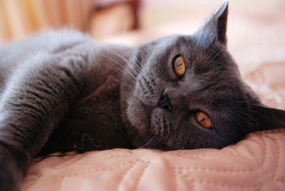 Close-up of cat resting on bed