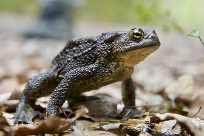 Close-up of a frog