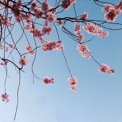 Low angle view of cherry blossoms