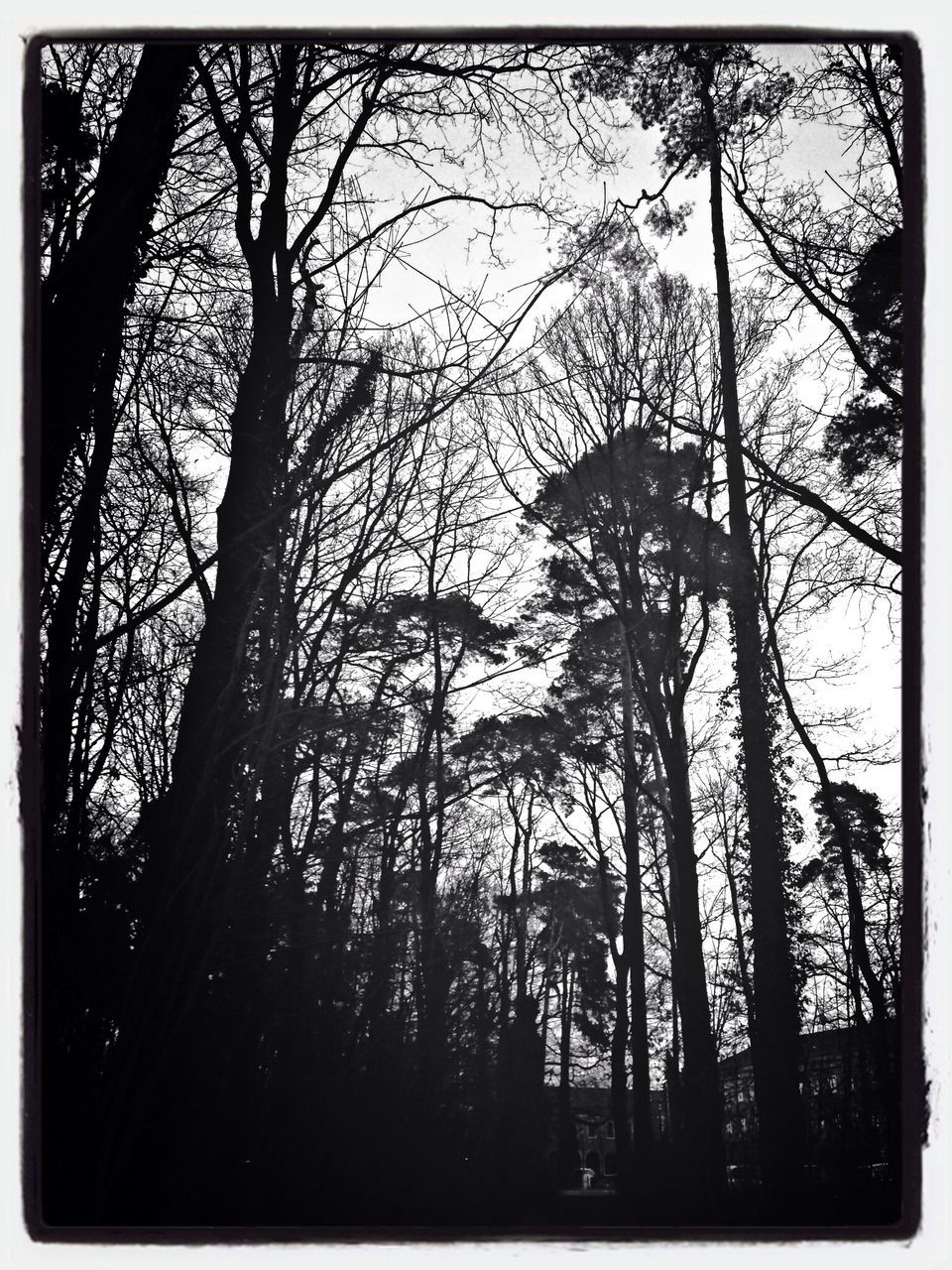 transfer print, tree, auto post production filter, branch, silhouette, tranquility, growth, nature, low angle view, bare tree, forest, tree trunk, tranquil scene, beauty in nature, scenics, sky, no people, outdoors, day, clear sky