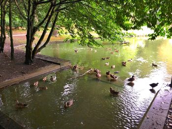 Ducks swimming in lake