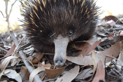 Close-up of plant against blurred background