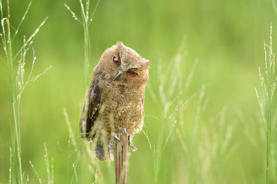 Portrait of owlet perching on branch