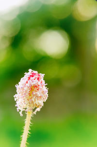 Close-up of flower blooming outdoors