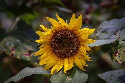 Close-up of sunflower