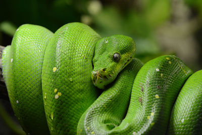 Close-up of green snake