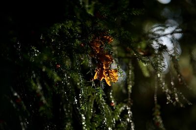 Close-up of wet leaves on tree