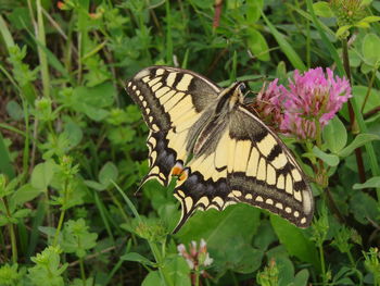 Butterfly perching on flower