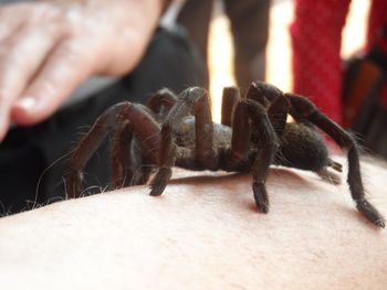 Close-up of a hand holding spider