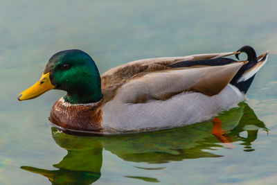 Duck swimming in a lake