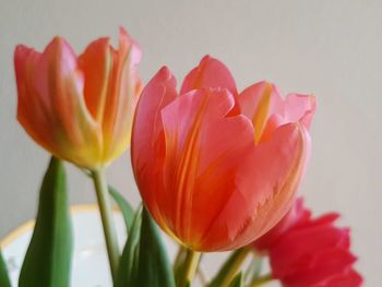 Close-up of pink tulips against white background