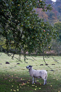 Dog standing on grassy field