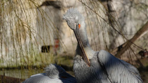 Close-up of bird