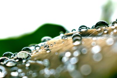 Close-up of water drops on guitar